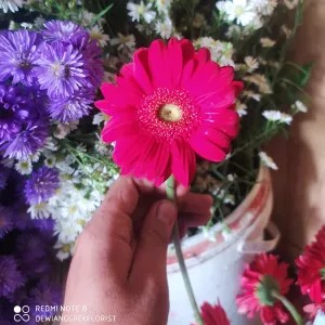 bunga garbera/hebras merah