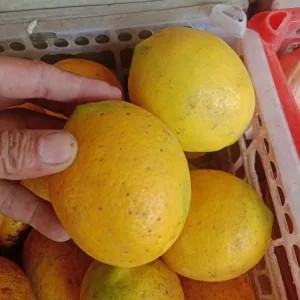 lemon California