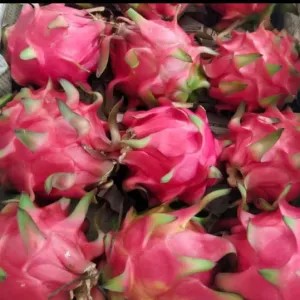 Buah Naga Merah Organik