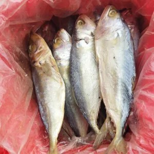 Ikan Asin Peda 1 Kg 1kg