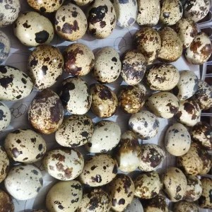 Telur Puyuh 1 Kg 1kg