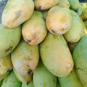 Mangga Golek