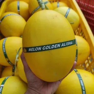 Melon Golden Alisha