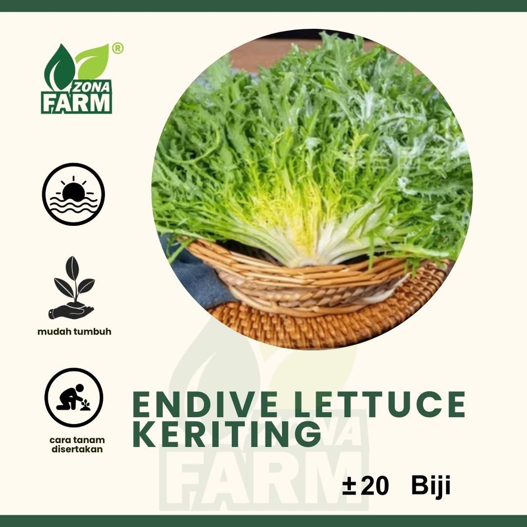 Benih Endive Lettuce Keriting Unggul 20 Biji