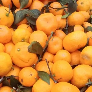 jeruk santang madu 1kg