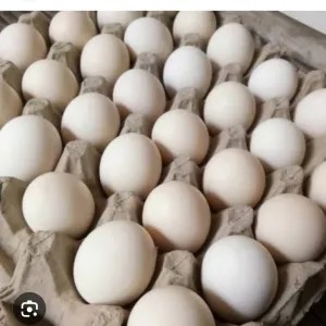 Telur ayam kampung 1 rak