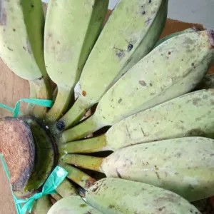 pisang raja siyem super