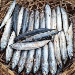 Ikan tongkol/cue