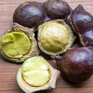 jengkol muda