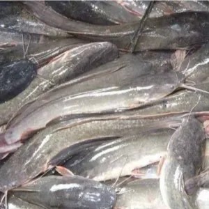 ikan lele1kg