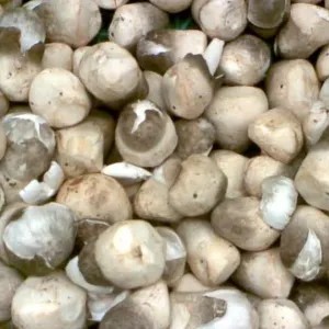 jamur merang