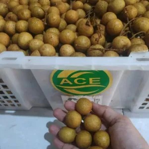 Kelengkeng Bangkok 1kg