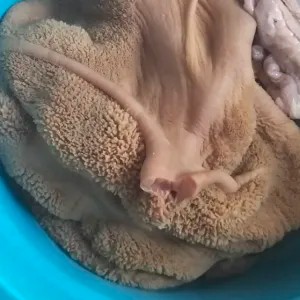 Daging Babat Sapi Segar 4Kg