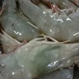 UDANG VANAMEI BESAR