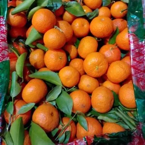 Jeruk Santang daun Brima