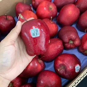 Apel Merah Washington