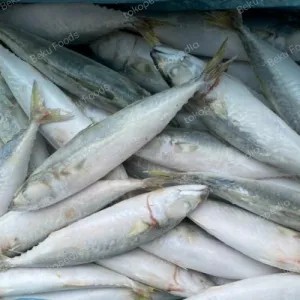 Ikan Salem Beku 500g