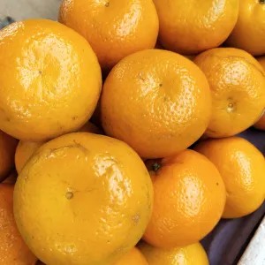 jeruk kino mandarin segar manis