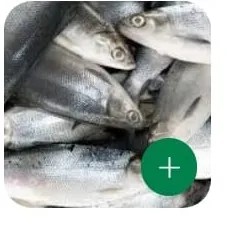 ikan bandeng 1kg