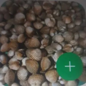 kerang dara 1kg