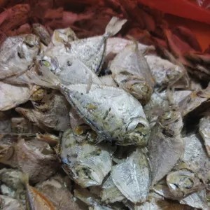 Ikan asin petek 1kg 1kg