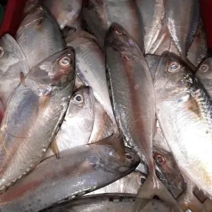 ikan kembung 1000g
