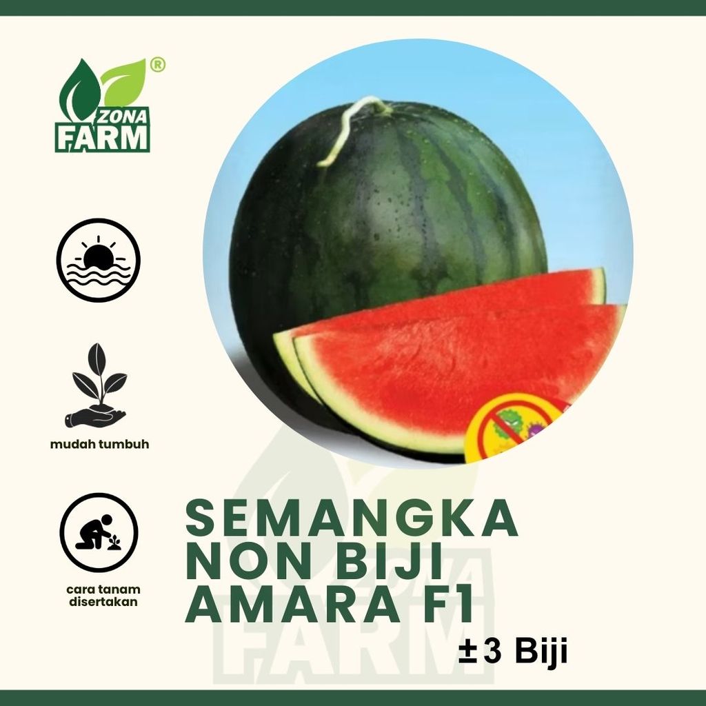 Benih semangka non biji amara f1 Unggul 3 Biji