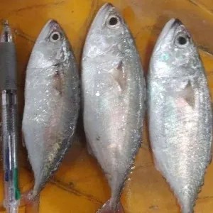 ikan kembung puket 500g