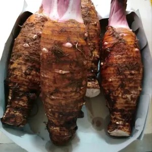 Talas Kalimantan 1kg