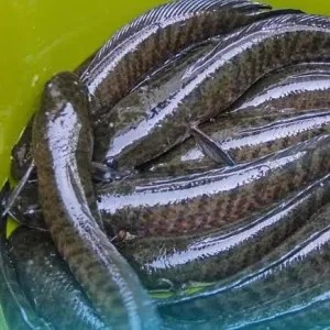 IKAN GABUS (HIDUP) 1/2KG 500g