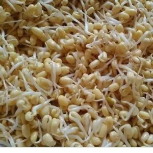 tauge kecil ( soto) 100g