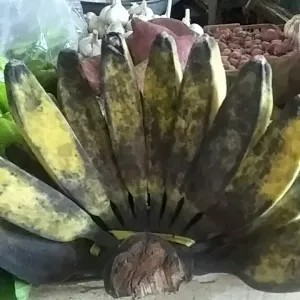 pisang kepok merah