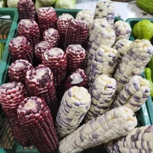 jagung pulut ketan ungu