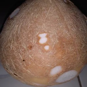 ½ butir kelapa urap/serundeng 250g