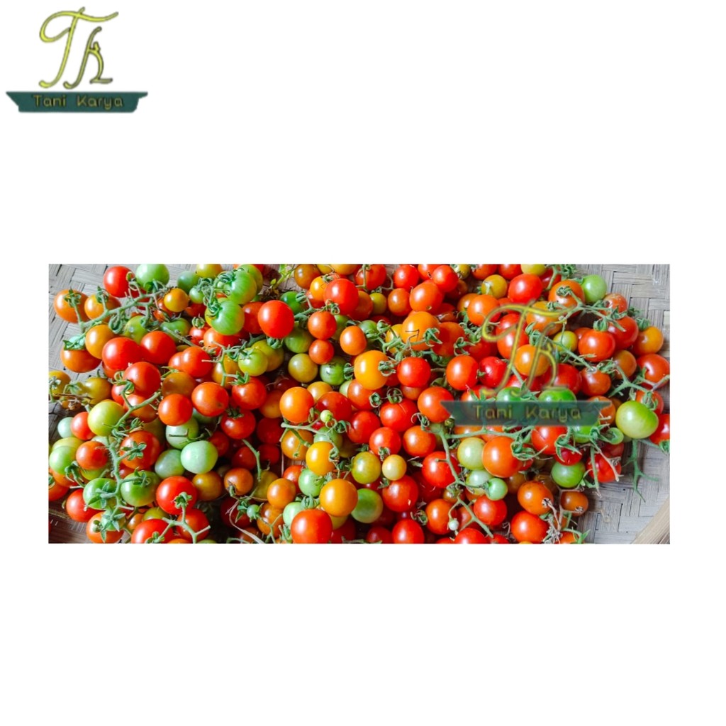 BIBIT/BENIH UNGGUL TOMAT RAMPAI UNGGUL +- 30 BIJI / BENIH UNGGUL BERKUALITAS/BIBIT TANAMAN SAYUR REP