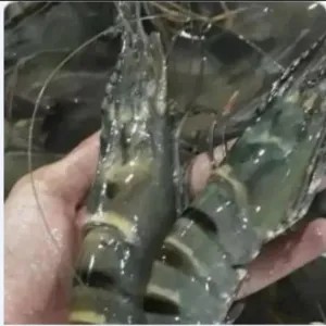 UDANG WINDU JUMBO BONUS TEPUNG SERBA GUNA