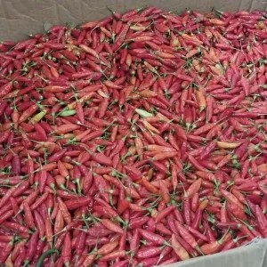 cabai / cabe rawit merah 1kg