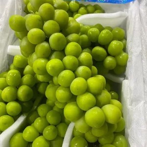 Anggur Shine Muscat Curah