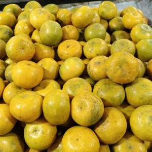 jeruk Medan super 1kg