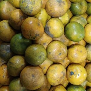 Jeruk medan super 1 kg 1kg