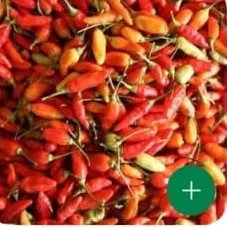 cabe rawit/lombok kecil