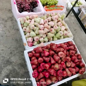 Jambu madu, jambu Citra