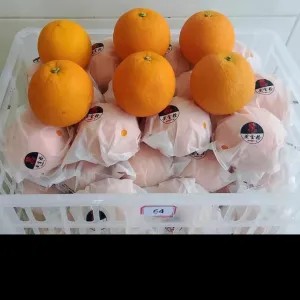 Sunkist navel RRC manis