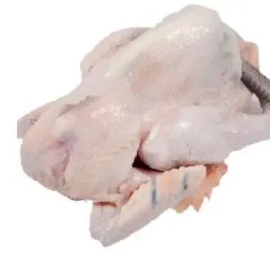 ayam kampung segar 1 ekor