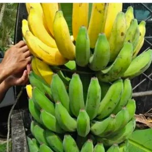 pisang kepok matang 1 tandan/tundun