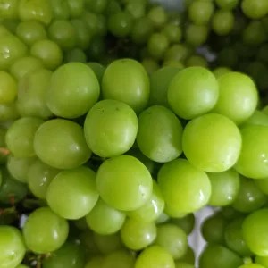 anggur shine Muscat curah 500gr