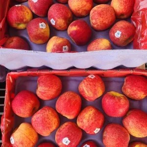 apel envy new zealand