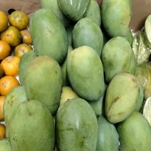 mangga alpukat 1kg