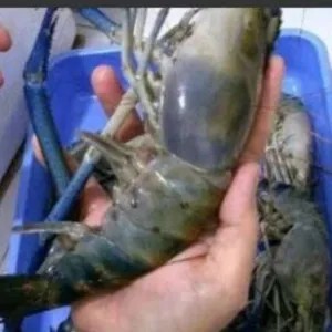 UDANG GALAH JUMBO 1kg