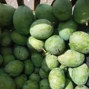 Mangga Manalagi Madu